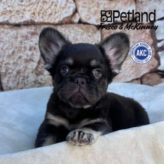 [#M15788] Chocolate and Tan M French Bulldog Puppies for Sale