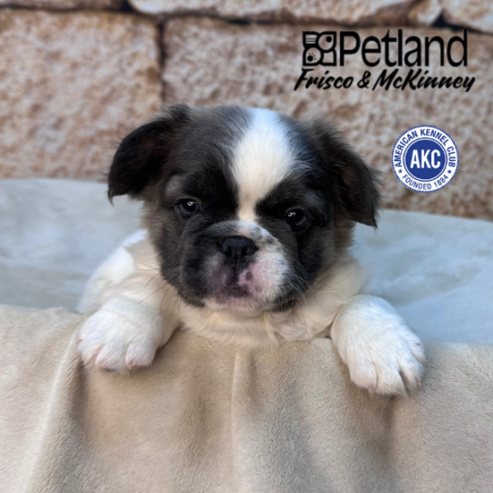 [#M15900] Blue and White F French Bulldog Puppies for Sale