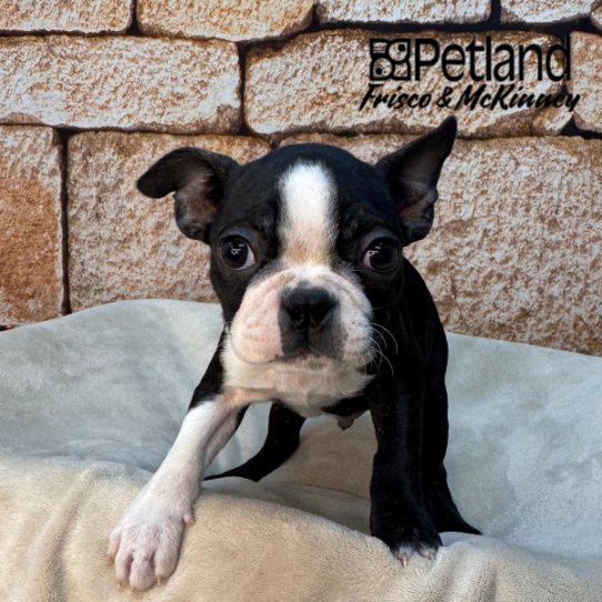 [#2643-01] Black / White M Boston Terrier Puppies for Sale