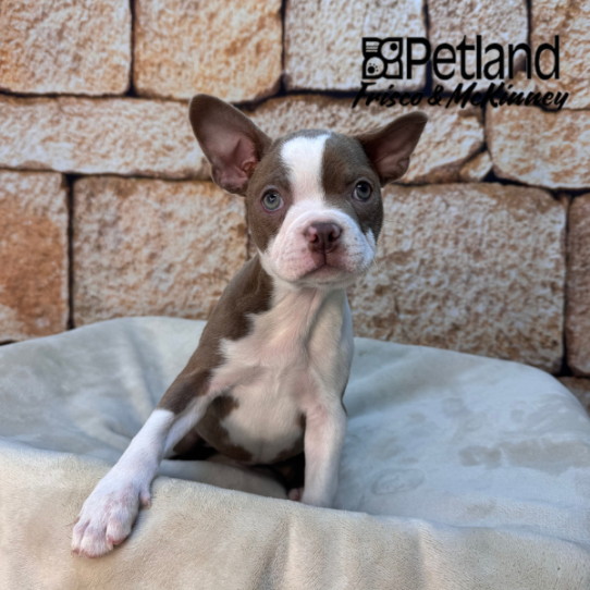 [#2643-04] Champagne F Boston Terrier Puppies for Sale