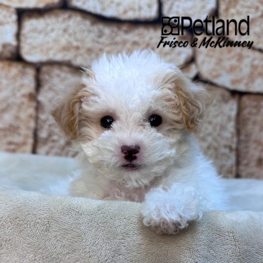 [#2648-02] Apricot M Aussiedoodle Mini F1b Puppies for Sale