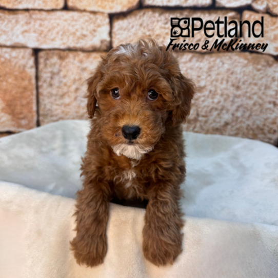 [#2617-02] Red M Poodle Mini Puppies for Sale