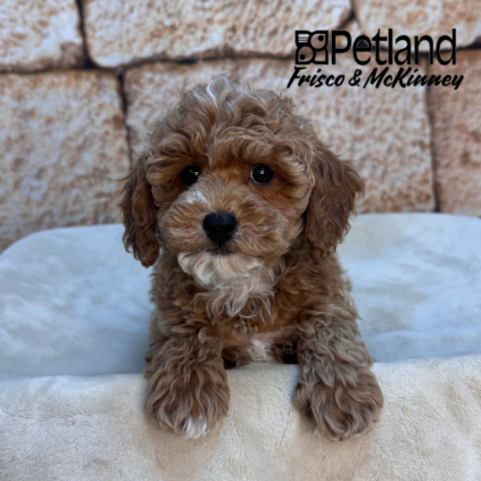 [#2617-05] Red F Poodle Mini Puppies for Sale