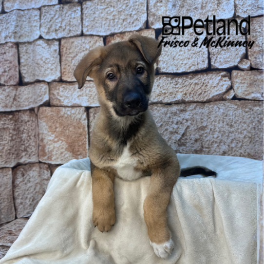[#26158-01] Sable M German Shepherd Dog Puppies for Sale