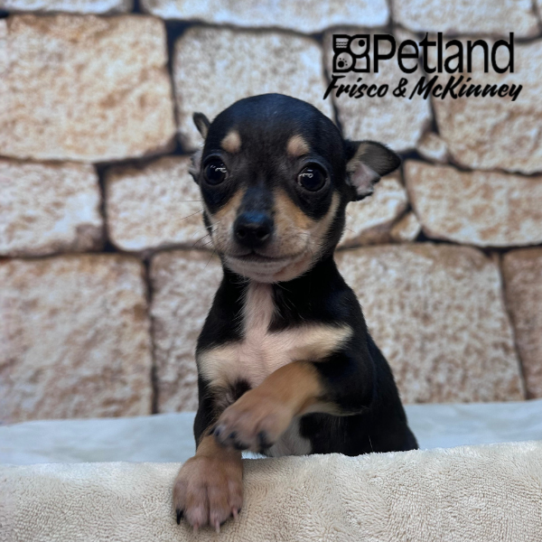 [#26217-01] Black / Tan M Chihuahua Puppies for Sale