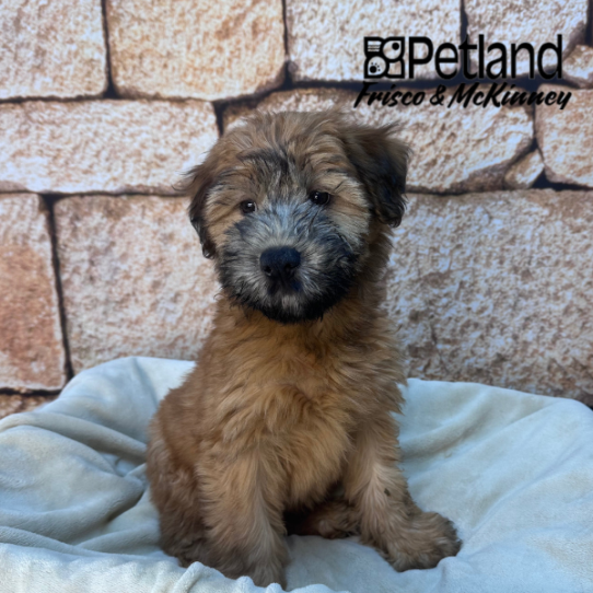 [#26237-05] Wheaten F Soft Coated Wheaten Terrier Puppies for Sale