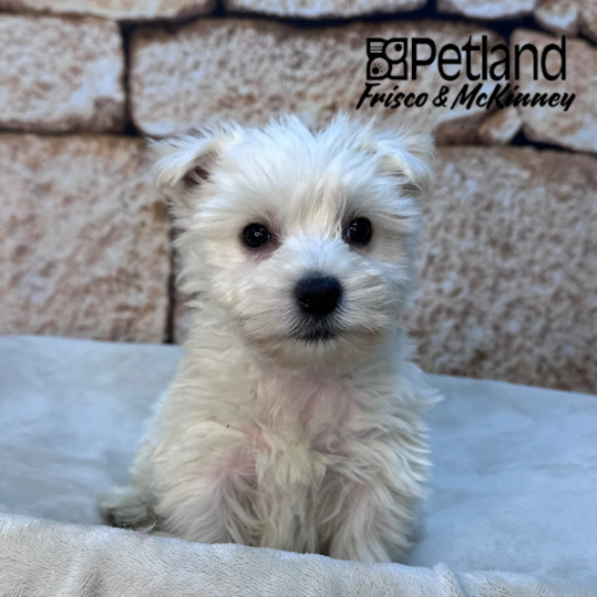 [#M15928] White M West Highland White Terrier Puppies for Sale