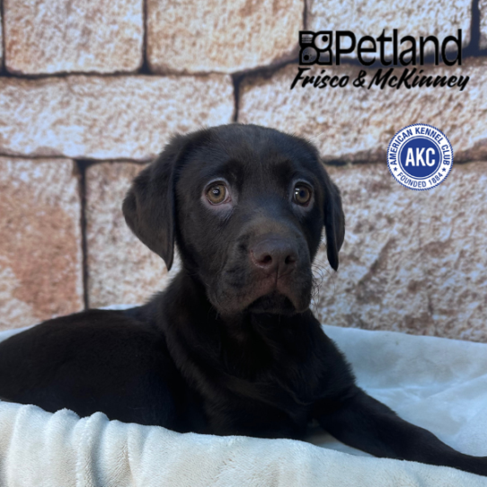 [#26271-02] Chocolate F Labrador Retriever Puppies for Sale