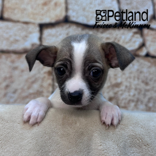 [#26277-02] Fawn M Chihuahua Puppies for Sale