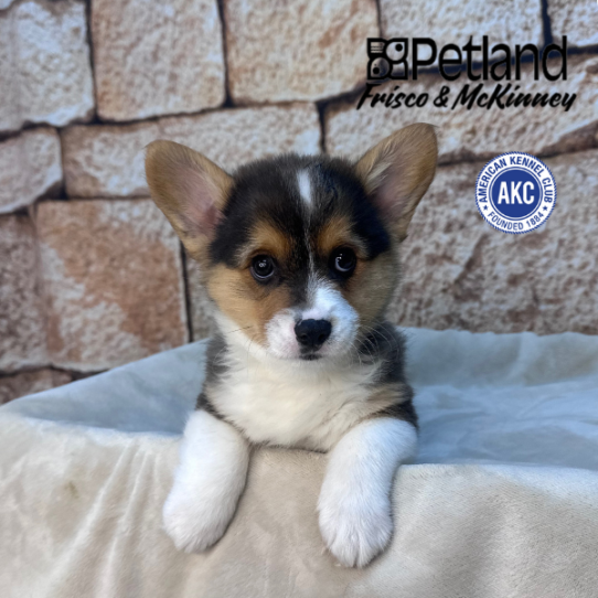 [#M16045] Black and Tan M Pembroke Welsh Corgi Puppies for Sale