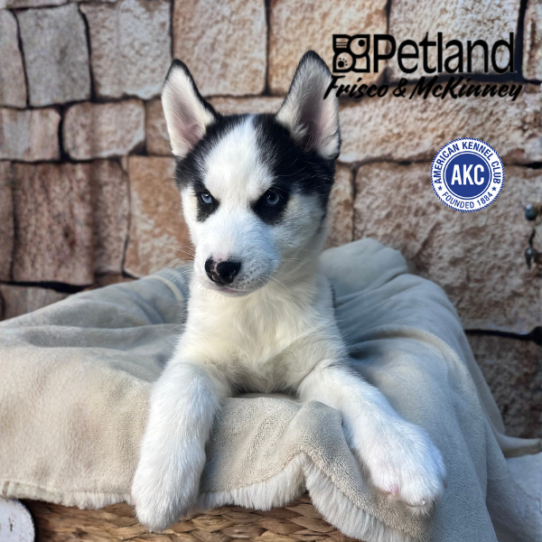 [#2647-02] Black / White M Siberian Husky Puppies for Sale