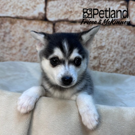 [#26116-03] Black / White M Alaskan Klee Kai Puppies for Sale