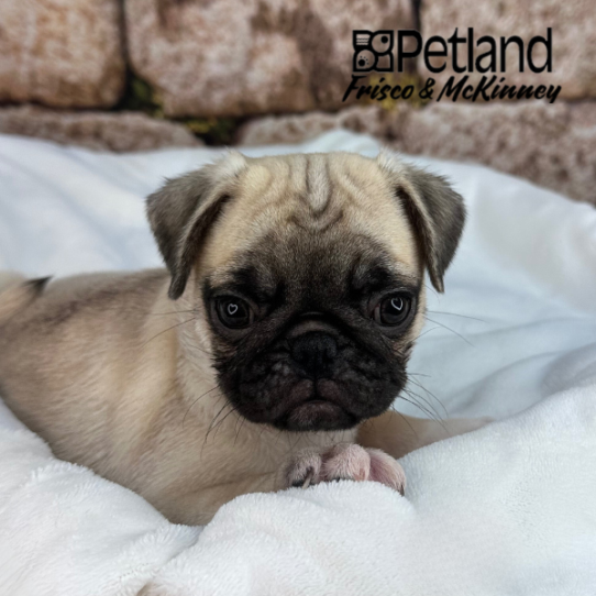 [#M15154] Fawn F Pug Puppies for Sale
