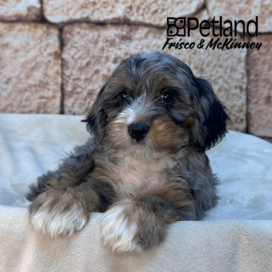 [#2615-05] Blue Merle White / Tan F Bernedoodle Mini 2nd Gen Puppies for Sale