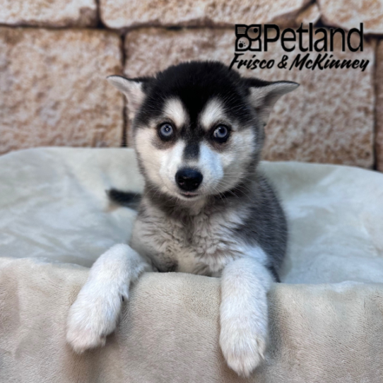 [#26225-01] Black / White F Alaskan Klee Kai Puppies for Sale