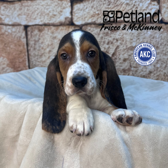 [#M16253] Black White and Tan F Basset Hound Puppies for Sale