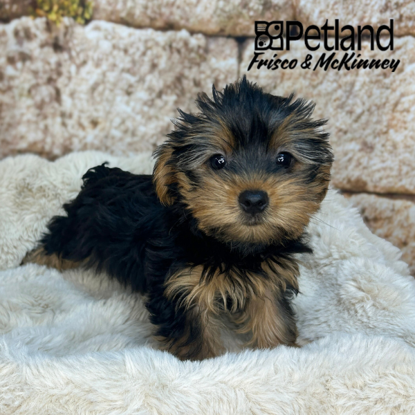 Yorkshire Terrier in Aubrey, TX