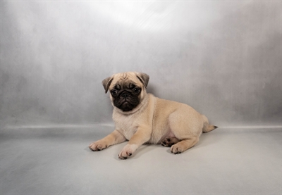 [#M15154] Fawn F Pug Puppies for Sale
