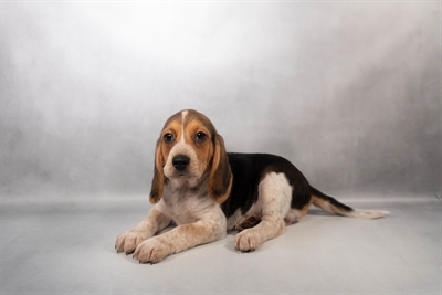 [#M15175] Black White and Tan M Beagle Puppies for Sale