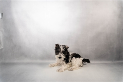 [#M15367] Black and Silver M Miniature Schnauzer Puppies for Sale