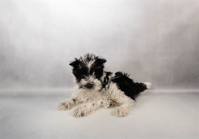 [#M15369] Black and White F Miniature Schnauzer Puppies for Sale