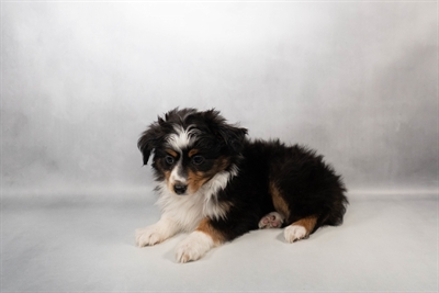[#M15438] Black White and Brown M Miniature Australian Shepherd Puppies for Sale