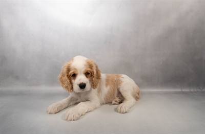 [#M15443] Buff and White M Cocker Spaniel Puppies for Sale