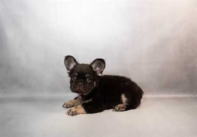[#M15788] Chocolate and Tan M French Bulldog Puppies for Sale