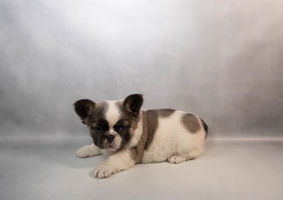 [#M15900] Blue and White F French Bulldog Puppies for Sale