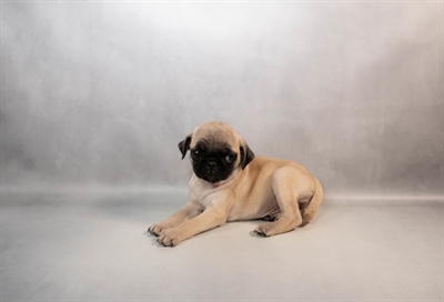 [#M16609] Fawn F Pug Puppies for Sale