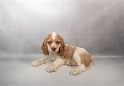 [#M17565] Buff and White F Cocker Spaniel Puppies for Sale