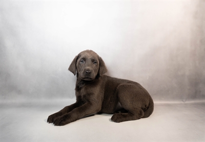 [#N00544] Silver M Labrador Retriever Puppies for Sale