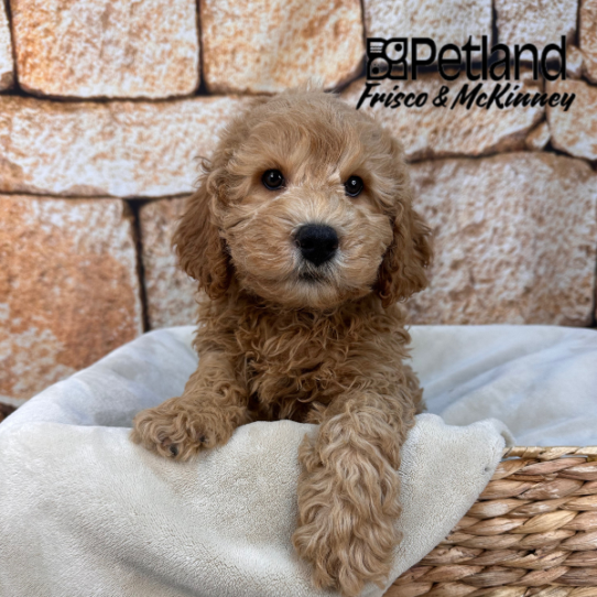 [#264-01] Red M Labradoodle Mini 2nd Gen Puppies for Sale