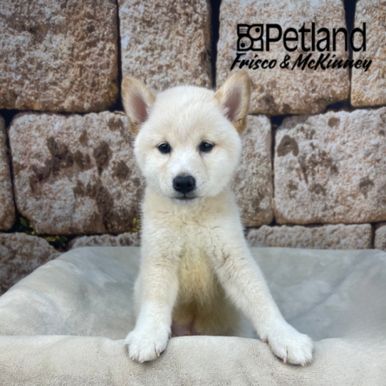 [#2661-01] Cream M Shiba Inu Puppies for Sale