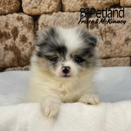 [#2668-01] White / Blue Merle M Pomeranian Puppies for Sale