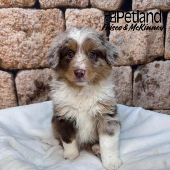 [#2644-03] Chocolate Merle F Australian Shepherd Puppies for Sale