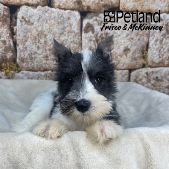 [#2680-02] Salt / Pepper M Miniature Schnauzer Puppies for Sale