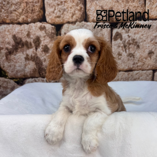[#2687-02] Blenheim F Cavalier King Charles Spaniel Puppies for Sale