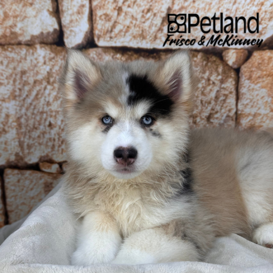 [#2688-03] Chocolate Merle M Pomsky Puppies for Sale
