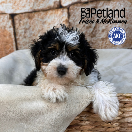 [#M16847] Black and Tan F Toy Aussie Poo Puppies for Sale