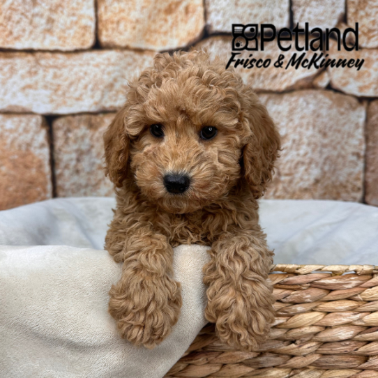 [#264-03] Red M Labradoodle Mini 2nd Gen Puppies for Sale