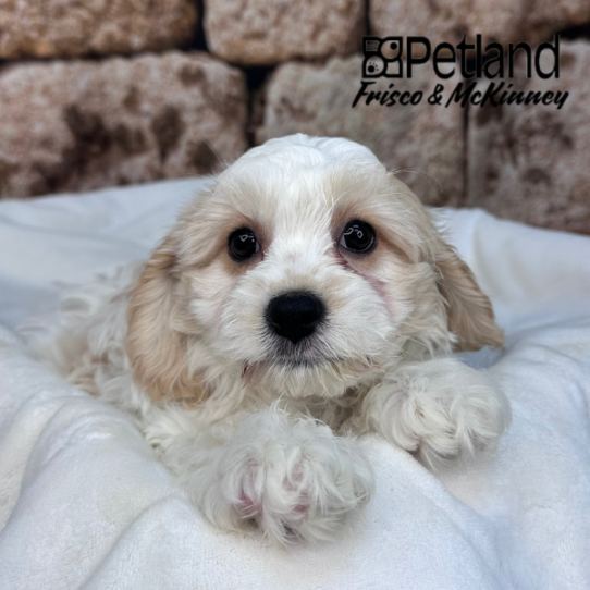 [#2624-02] Red / White F Cavachon Puppies for Sale