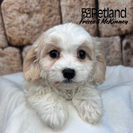 [#2624-05] Red / White F Cavachon Puppies for Sale