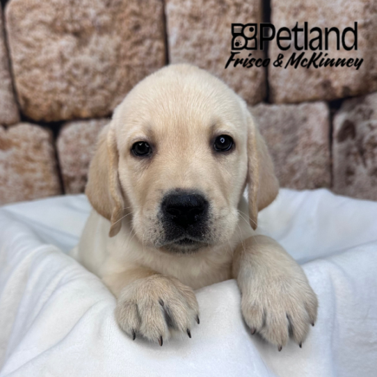 [#263-04] Yellow M Labrador Retriever Puppies for Sale