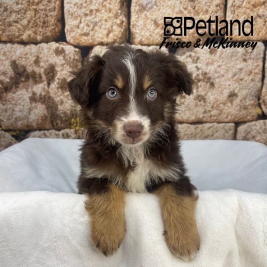[#2630-04] Red Tan / White M Miniature Australian Shepherd Puppies for Sale