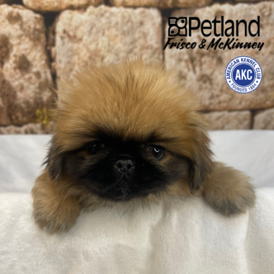[#26198-06] Sable F Pekingese Puppies for Sale