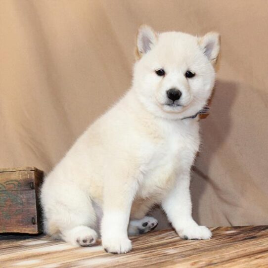 [#2661-01] Cream M Shiba Inu Puppies for Sale
