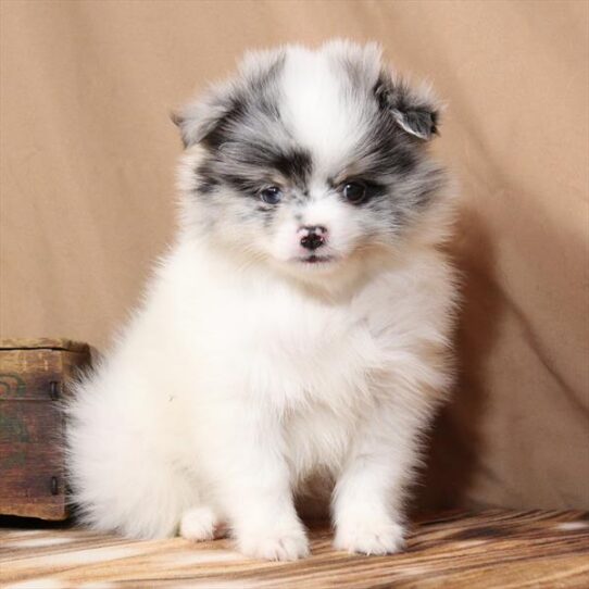 [#2668-01] White / Blue Merle M Pomeranian Puppies for Sale