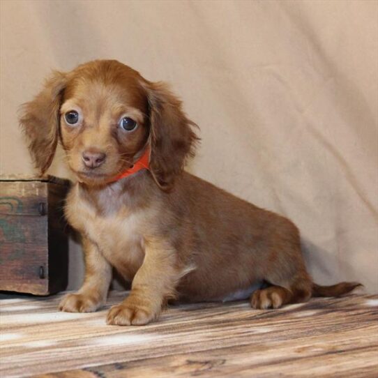 [#2687-03] Red Chocolate F Dachshund Puppies for Sale