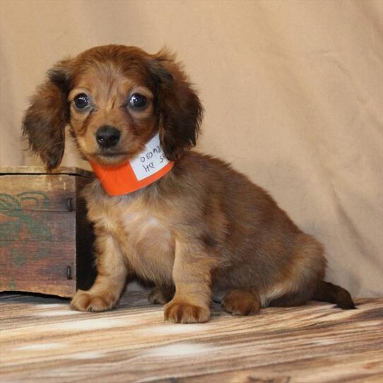 [#2687-04] Red Sable F Dachshund Puppies for Sale